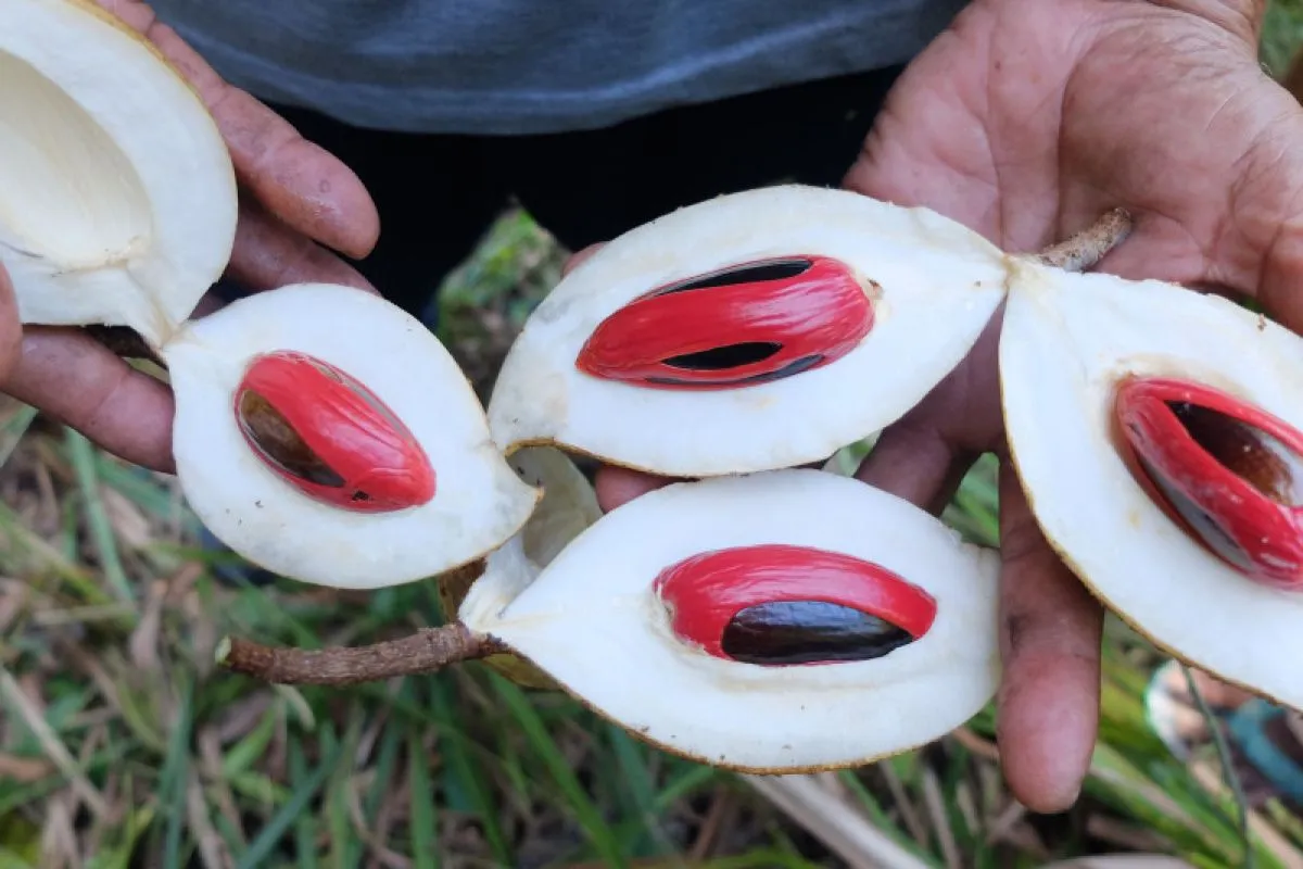 Menggoda Indra: Menguak Pesona Buah Pala, Permata Rempah dari Nusantara